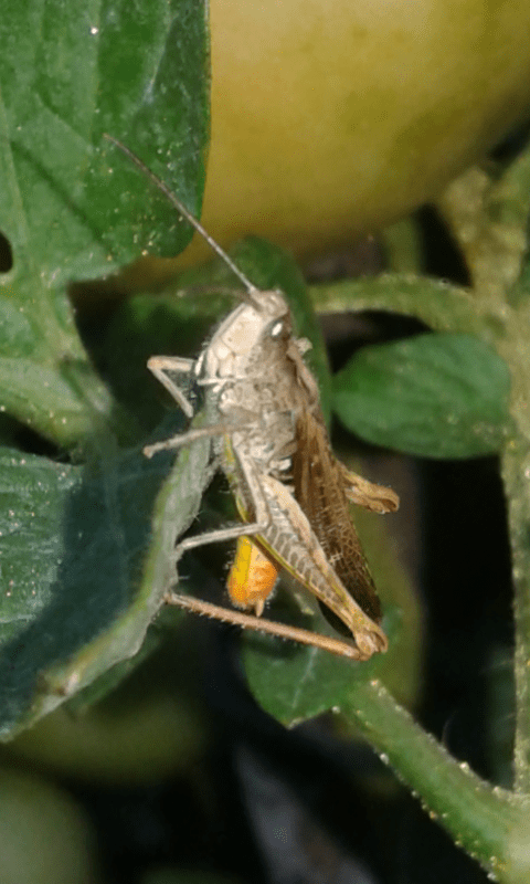 Chorthippus sp. (Acrididae)?  S, Chorthippus brunneum